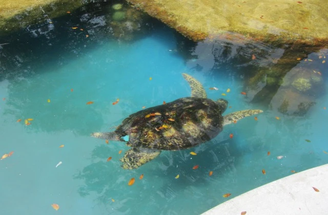 Aquarium National Saint Domingue